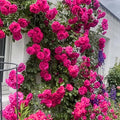 Pink Blossom Climbing Rose Live Plant, Can Grow As Rose Bushes Shrubs, Fragrant Ready to Plant, Starter Size, 5 to 10 Inc Tall, Dormant in Winter