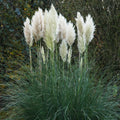 4 White Pampas Grass Plants Live for Planting, 2.5" Pot, Potted Pampas Grass Live Plants Shrub Indoors Outdoors