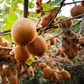 Hardy Male Kiwi Plants Live for Planting, Size Starter from 5 to 10 Inches Tall, Berry Vine, Cold Hardy Edible Fruit Vines for Home Garden