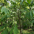 Pawpaw Live Plant, Pawpaw Fruit Tree, 1-2 Ft Tall