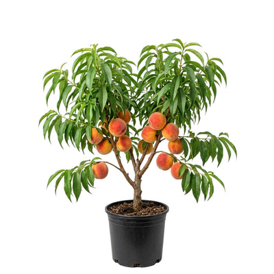 Peach Live Plant, Grafted Peach Plant 1 Feet Tall, Fruit Tree Well-Rooted for Planting (Golden Yellow)