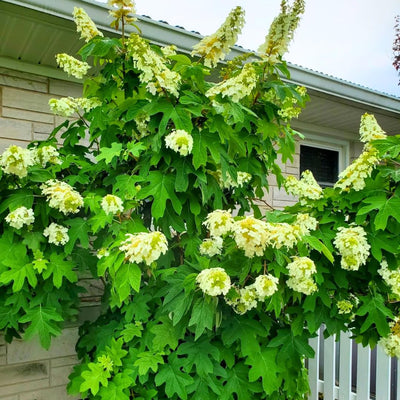 Cold Hardy Hydrangea Live Plant Tree, 5"-10" Hydrangea Bush Live Shrub Starter Plants, Dormant in Winter, White Oakleaf Pink Color Blooms