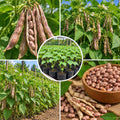 Live Variegated Bean Plant, Bean Bush Plants, 3-5 Inches Tall