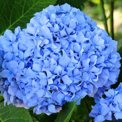Well-Rooted Hydrangea Live Plant in 2.5 Inch Pot, Hydrangea Tree Shrub Bush Perennial Outdoor Planting (Bigleaf Blue)
