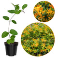 Mandarin Climbing Honeysuckle Plant Live, Fragrant Honeysuckle Plants Vine Bushes in 2.5 Inch Pot