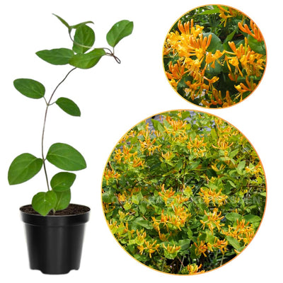 Mandarin Climbing Honeysuckle Plant Live, Fragrant Honeysuckle Plants Vine Bushes in 2.5 Inch Pot