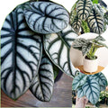 2 Silver Dragon Alocasia Plants Live Houseplant for Indoor Outdoor Growing, 4 to 8 Inches Tall, Rare and Hardy