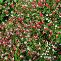 3 Bicolor Salvia Plants Live, Vibrant Sage Salvia Bushes 4-6'' Tall, Hardy Perennial Flowering Shrubs for Outdoor Garden