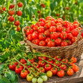 2PPP Cherry Tomato Plants Live, Garden Vegetable Plant, 5-8'' Tall
