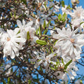 Star Magnolia Tree Live Plant, Magnolia Plant Live, 6 to 9 Inc Tall, Shrub Flower Plant for Garden Indoors Outdoors,