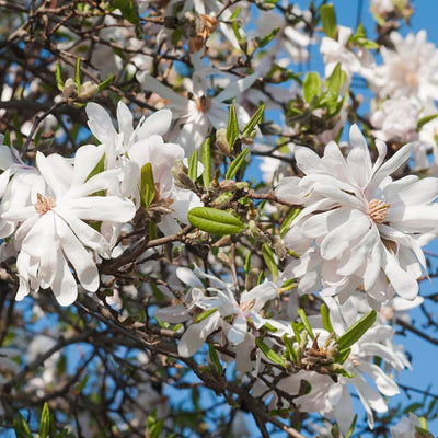 Star Magnolia Tree Live Plant, Magnolia Plant Live, 6 to 9 Inc Tall, Shrub Flower Plant for Garden Indoors Outdoors,