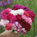 1 Assorted Dianthus Live Plant in Pot, Dianthus Carnation Perennial Plant Live, Very Fragrant Mixed Random Colors