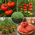 2PPP Beefsteak Tomato Plants Live, Garden Vegetable Plant, 5-8'' Tall