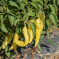 2PPP Yellow Banana Pepper Plants Live, Pepper Plants, 4-7'' Tall