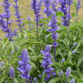 Lavender Live Plant in  Pot, Lavender Herb Plants, Fragrant Hardy Herb for Indoor or Outdoor Planting