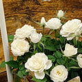 White Mini Rose Plant Live, Miniature Rose Bush in 3.5" Pot, Spring Blooming Mini Rose, 4–5" Tall, Indoor Outdoor Flowering Plant for Home Garden