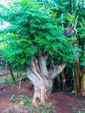 02 Malunggay Moringa Trees Plants Live for Outdoor Growing, Zones 9-11, Size 5-7" in Tall Starter Plant
