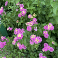 2 Purple Lantana Plants Live Trees, Ready to Bloom, Hardy Long Blooming Seasons, Vibrant Colorful Perennial Fragrant, 5-10" in Tall, Full Sun Growing