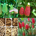 8 Shampoo Ginger Plants Live Roots, Awapuhi Ginger Bulbs Tuber for Planting, Zingiber Zerumbet Pinecone Ginger Plant, Red Ginger Lily Flowers Outdoor Growing