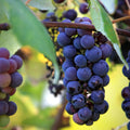 Concord Grape Vine, 1-2 Year Old, Live Grape Fruit Plant Live, Cold Hardy Grape Tree