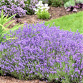 3 Plugs Lavender Plants Live Starter Plants 1-3" in Tall, Hardy Perennial Lavender for Garden and Landscape with Fragrant Purple Blooms, No Pot (Dark Blue)