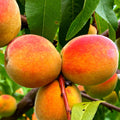 Grafted Peach Tree Live Plant, Well Rooted Peach Plant 1 Feet Tall for Planting Outdoor, Dormant, Ready to Bear Fruit Within 1-2 Years (Elberta)