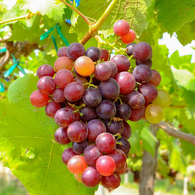 Red Grape Vine, Cold Hardy Grape Tree Live Plant, 1-2 Year Old, Sweet Fruit Trees