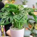 Swiss Cheese Monstera Plant Live, Live Swiss Cheese Plant 4 Inch Pot, Live Monstera Plant