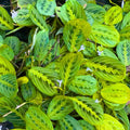 2 Maranta Prayer Plants Live, Tropical Maranta Plant, Indoor Houseplant in 3 Inch Pot for Hanging Basket, Easy to Grow, 3-5'' Tall