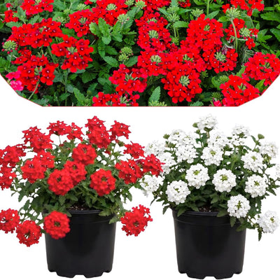 Set 2 Verbena Plants, Live Flowering Verbena Plant, Vibrant Flower Plant for Indoor Outdoor Planting, Hardy and Well Rooted, 4-8 Inches Tall