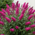 Raspberry Butterfly Bush Live Shrub Plant Shrub, Buddleia Bush Well Rooted, 5 to 10 Inc Tall