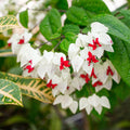 White Bleeding Heart Live Plant 8 to 10 Inches Tall, Clerodendrum White Flower Starter Plant Well Rooted