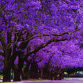 Jacaranda Tree Plant Live, 4 Inc Potted, Jacaranda Mimosifolia Purple Flowering Tree for Planting Outdoor Garden