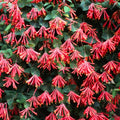 Honeysuckle Plant Live for Planting, Lonicera Honeysuckle Vine, Very Hardy, in 2.5 Inc Pot, Fragrant Red Bloom