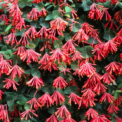 Honeysuckle Plant Live for Planting, Lonicera Honeysuckle Vine, Very Hardy, in 2.5 Inc Pot, Fragrant Red Bloom