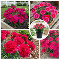 Dianthus Plant Live, Dianthus Live Plant in Pot, 4-8 Inc Tall, Vibrant Blooms, Fragrant Hardy Perennial Flowers for Indoor Outdoor Growing (Pink Red)
