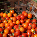 Cherry Tomato Plant, Live Tomato Vegetable Seedling in 4 Inch Pot, 4-6 Inches Tall Vegetable Tomatoes Plants for Outdoor Garden