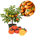 Japanese Persimmon Tree Live Plant, Edible Fruit Tree, 2 Ft Tall