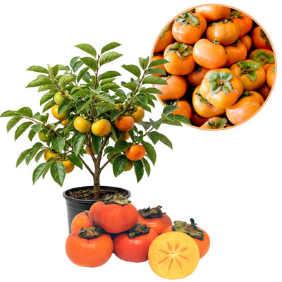Japanese Persimmon Tree Live Plant, Edible Fruit Tree, 2 Ft Tall