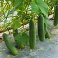 2 Green Cucumber Plants Live, 4 Inches Pot, Live Cucumber Plants from 3 to 5 Inches Long, Cucumber Starter Plants, Cucumber Live Plants for Garden