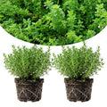Pack of 2 Thyme Plants Live, Green Thyme Live Plant, Edible and Fragrant Herb, 5 to 7 Inches Tall, Ideal for Garden and Container