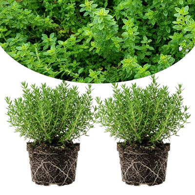 Pack of 2 Thyme Plants Live, Green Thyme Live Plant, Edible and Fragrant Herb, 5 to 7 Inches Tall, Ideal for Garden and Container