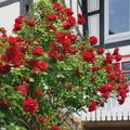 Rose Plant Live in Pot for Planting, Fragrant Roses Flowers, Summer Blooming Ornamental Garden Shrub (Red Climbing Rose)