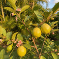 Guava Tree Live Plant 6-9” Tall, Tropical Guava Seedling for Garden and Container Growing (Pink Guava)