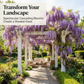 Wisteria Plant Live, Purple Wisteria Hardy Climbing Flowering Vine 4'' Pot, Outdoor Trellis, Arbor or Fence Vine Starter