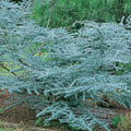 Baby Blue Eucalyptus Plant in 2.5 Inch Pot, Fragrant Silver-Blue Foliage Eucalyptus Tree Starter, Indoor and Garden Growing