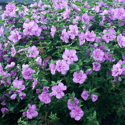 1 Lavender Rose of Sharon Plant Live 4 Inch Pot, Hardy Hibiscus Shrub with Vibrant Blooms, Althea Hibiscus Syriacus Flowers
