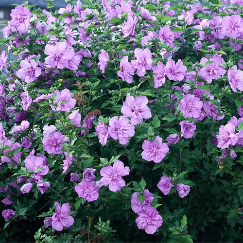 1 Lavender Rose of Sharon Plant Live 4 Inch Pot, Hibiscus Plant with Stunning Flowers, Lavender Althea Hibiscus Syriacus