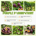 Passion Fruit Plant Live 4-7 Inch, Passionfruit Vine for Outdoor Garden, Tropical Climbing Vine for Trellis, Fence or Backyard Growing (Purple Passionfruit)