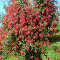 Fragrant Red Coral Honeysuckle Plants Live Vines, Perennial Lonicera Honeysuckle Plants, 5 to 9 Inches Tall